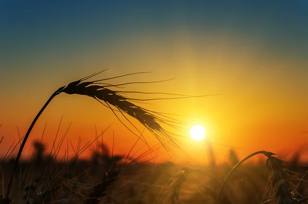 Belo sol sobre o campo de colheita — Fotografia de Stock