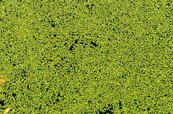 Pato verde en el agua como fondo —  Fotos de Stock