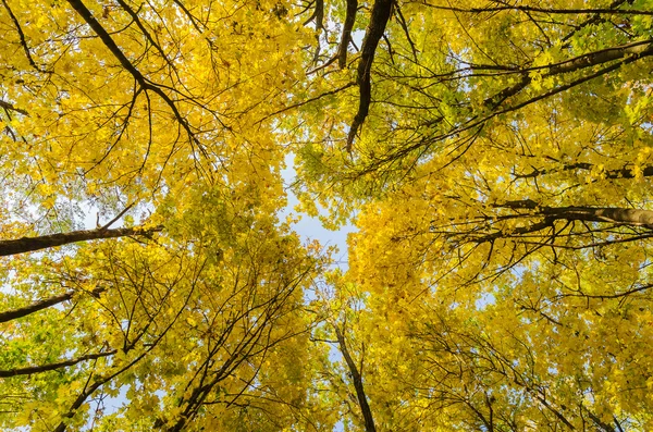 Herfstbomen in een bos — Stockfoto