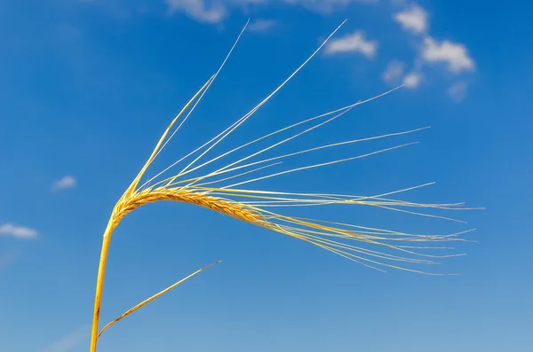 Gold ear of wheat under deep blue sky — Stock Photo, Image