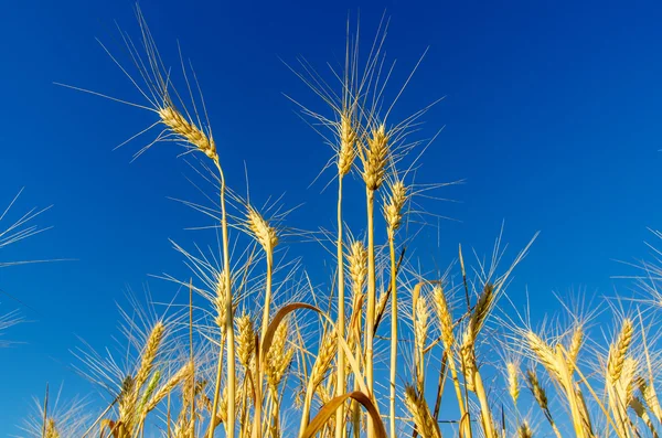 Gold ears of wheat under deep blue sky Stock Picture