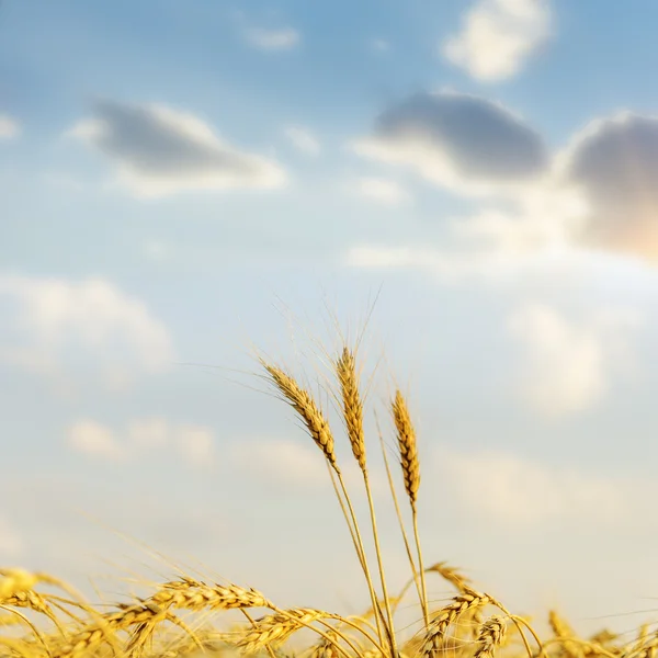 Solnedgång över golden harvest — Stockfoto