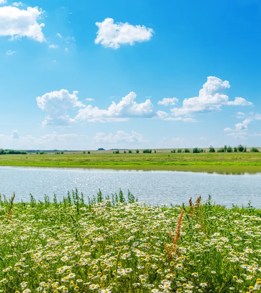 Rumianek zbliżenie i zielony krajobraz z rzeką i niebieski niebo — Zdjęcie stockowe