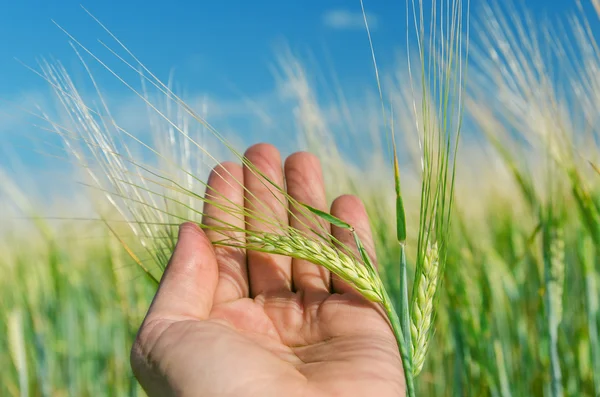 Green ear of wheat in hand — Stock Photo, Image