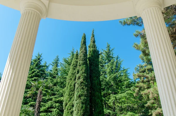 Column and tree — Stock Photo, Image