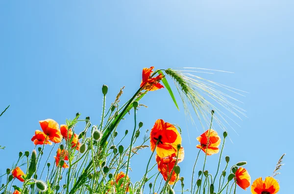 Poppy flowers with green wheat under sunny sky — Stock Photo, Image