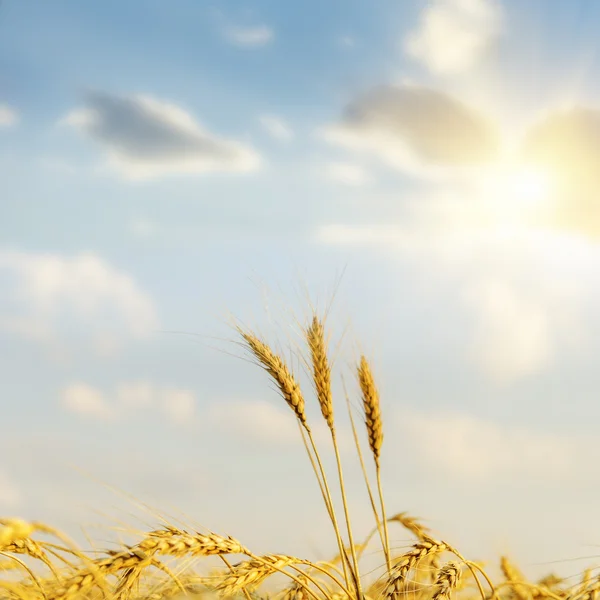 Zonsondergang over oogst veld — Stockfoto