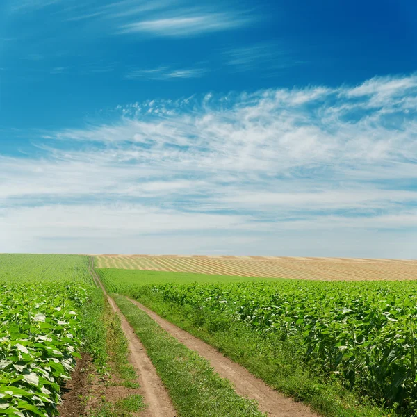 Estrada suja em campos verdes sob o céu azul — Fotografia de Stock