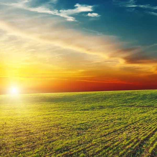 Belo pôr do sol sobre o campo verde — Fotografia de Stock