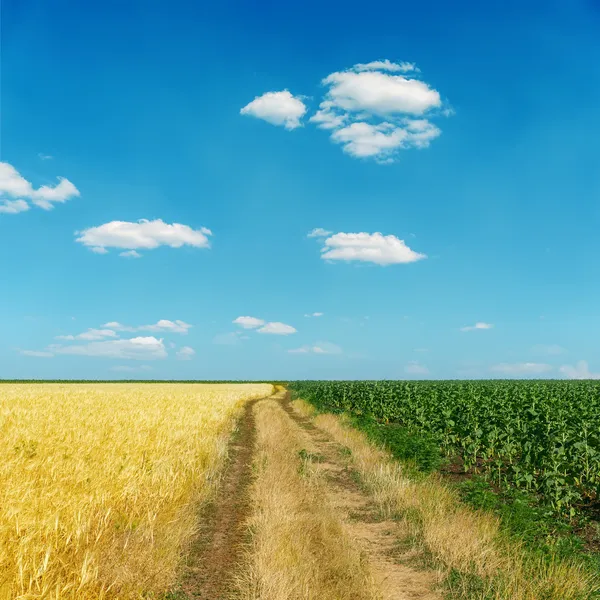 Mavi gökyüzünün altında altın ve yeşil alanlar arasındaki kirli yol — Stok fotoğraf