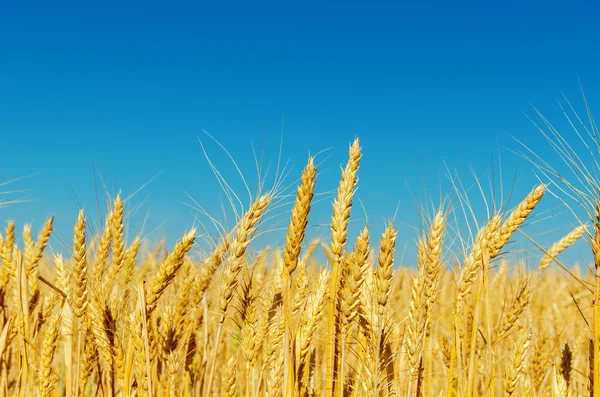 Golden barley and blue sky — Stock Photo, Image