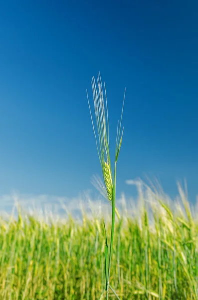 Gröna korn och blå himmel — Stockfoto