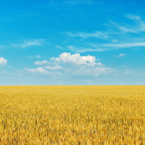 Golden harvest and deep blue sky with clouds — Stock Photo, Image