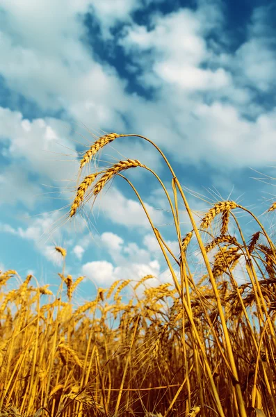 Tarweveld en bewolkte lucht — Stockfoto