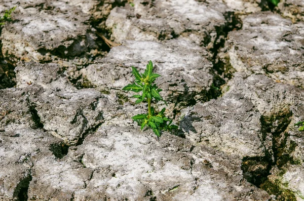 Pęknięty ziemi z zielonych roślin — Zdjęcie stockowe