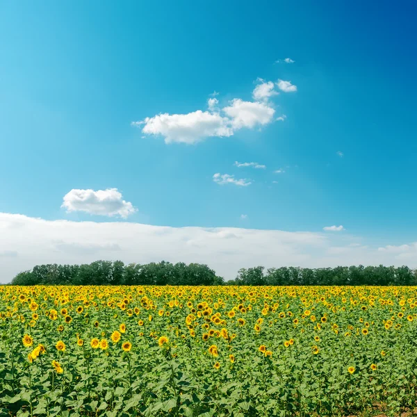 Fält med solrosor och moln i himlen — Stockfoto