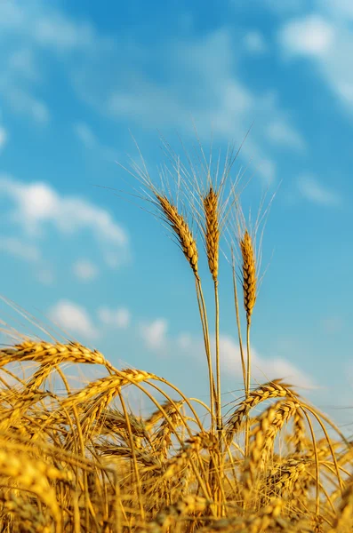 Golden harvest i fältet — Stockfoto