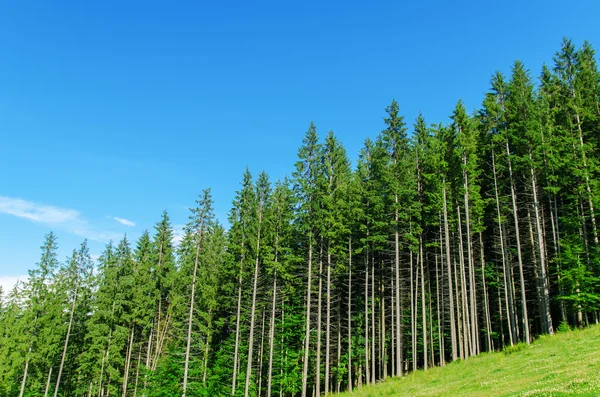 Borový les pod hlubokou modrou oblohou v horách Karpat — Stock fotografie
