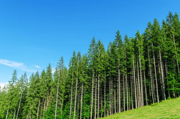 Bosque de pinos bajo el cielo azul profundo en la montaña Cárpatos — Foto de Stock