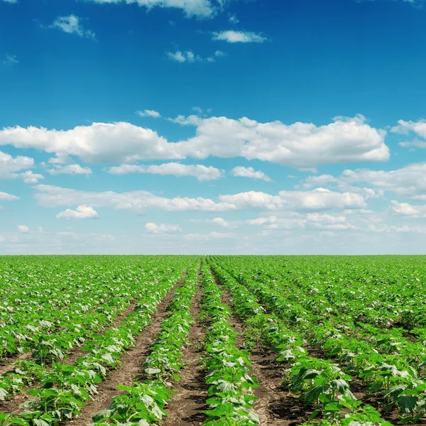 Ciel avec nuages et sur le terrain avec peu de tournesols — Photo