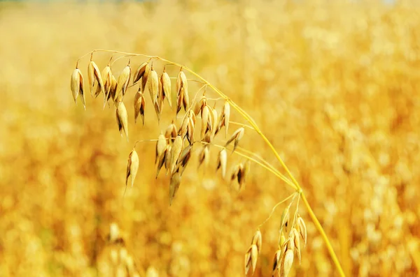 Golden oat on field. soft focus — Stock Photo, Image