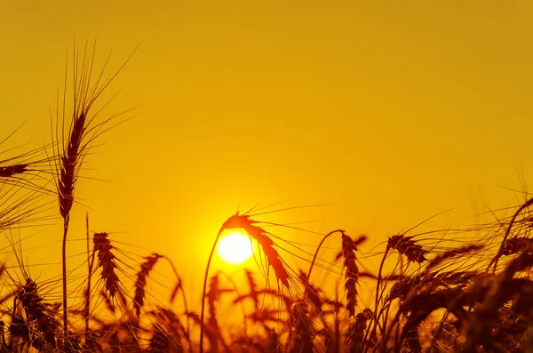 Sun over grain field in summer — Stock Photo, Image