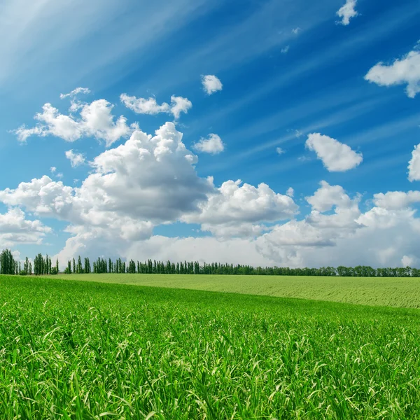 Herbe verte sous ciel bleu nuageux — Photo