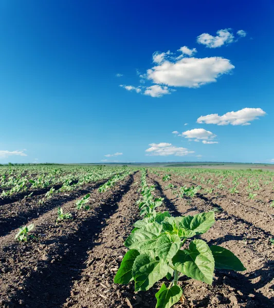 Veld met groene zonnebloemen onder bewolkte hemel — Stockfoto