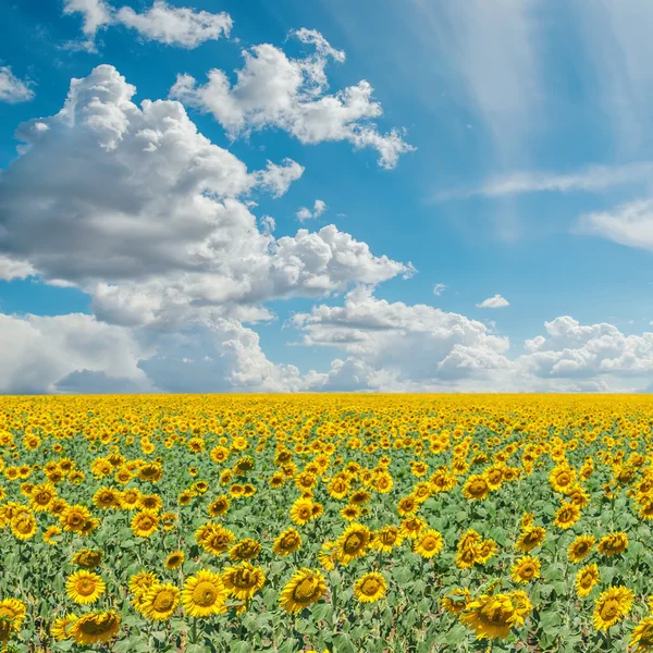 Blauer bewölkter Himmel und Feld mit Sonnenblumen — Stockfoto