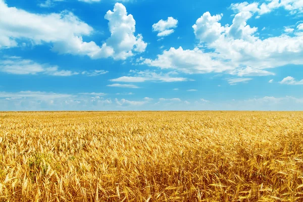 Céu azul com nuvens e campo dourado — Fotografia de Stock