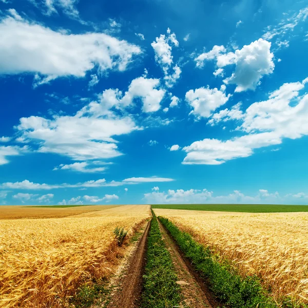 Strada in campi d'oro sotto cielo nuvoloso — Foto Stock