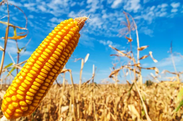 Ripe golden maize over field — Stock Photo, Image