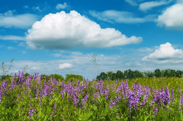 Kwiaty w zielonej trawie pod chmury — Zdjęcie stockowe