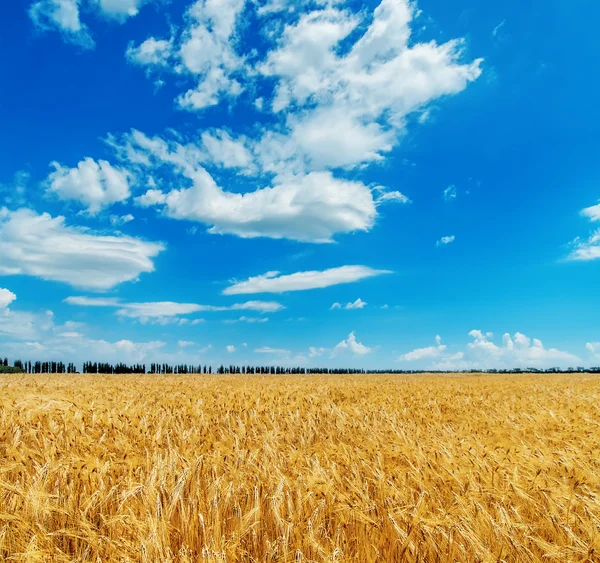 Blu cielo nuvoloso su campo d'oro con orzo — Foto Stock