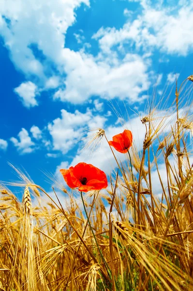 Red poppy in golden field — Stock Photo, Image