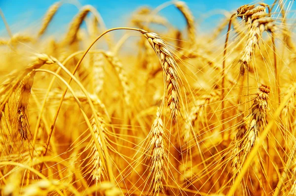 Oro de la cebada en campo — Foto de Stock