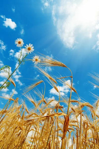 Bílý květ s pšenice pod slunečnou oblohou — Stock fotografie