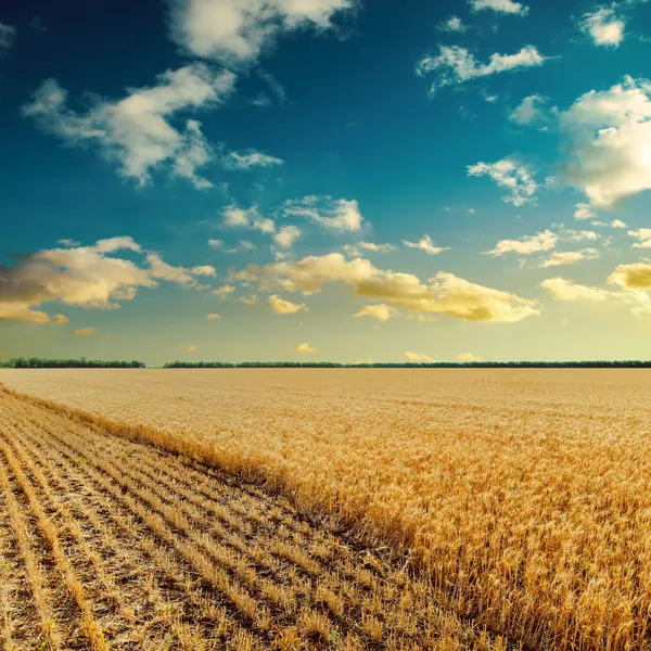 Buğday tarlasında gün batımı