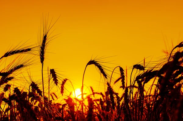 Solen över korn fältet i sommar — Stockfoto