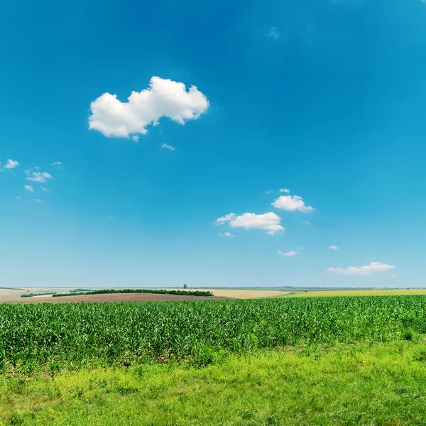 Campo con mais verde sotto cielo blu profondo con nuvole — Foto Stock