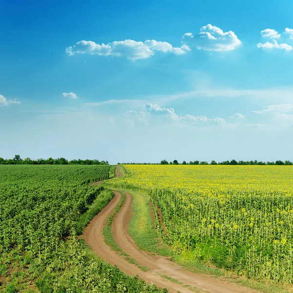 Tortuosa estrada rural em campos verdes com girassóis e clou azul — Fotografia de Stock