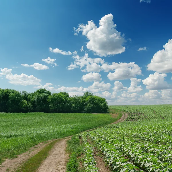 Sinuoso camino rural en campo verde y cielo nublado sobre él — Foto de Stock