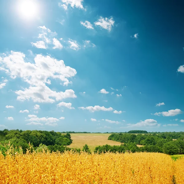 Golden harvest of oat under cloudy sky — Stock Photo, Image