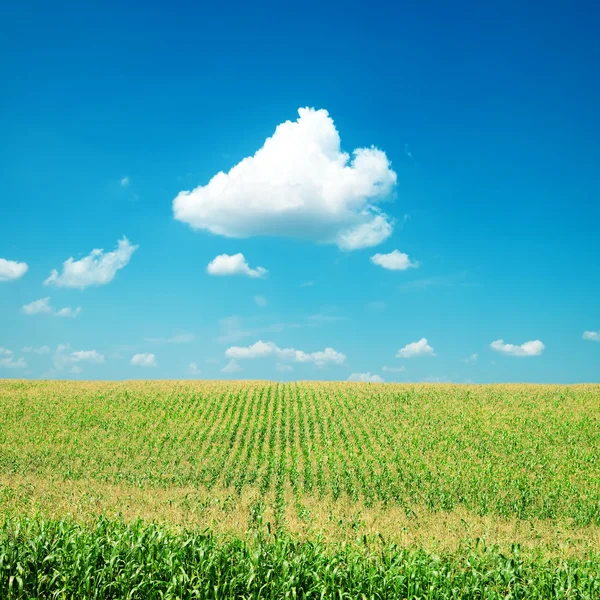 Zielone pole kukurydzy pod chmurami — Zdjęcie stockowe