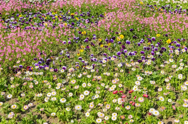 春の花のフィールドに — ストック写真