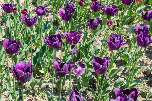 Violet wunderschöne Tulpen — Stockfoto