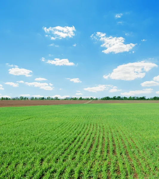 Grünes Frühlingsfeld und blauer bewölkter Himmel — Stockfoto