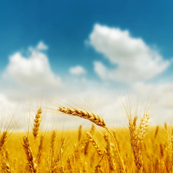 Golden harvest under blue cloudy sky — Stock Photo, Image