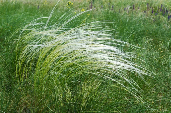 Green feather grass — Stock Photo, Image