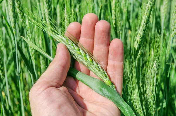 Green spikelet in hand — Stock Photo, Image